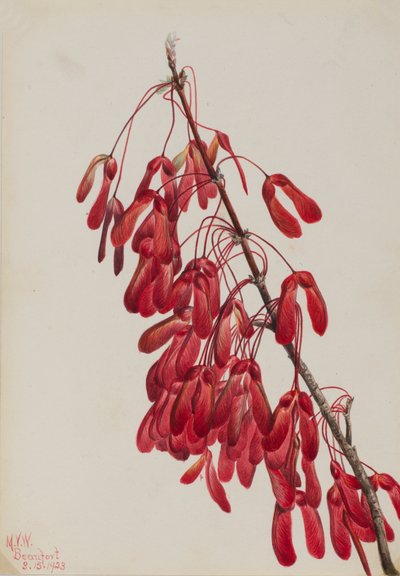Arce de Carolina Acer carolinianum, 1923 de Mary Vaux Walcott