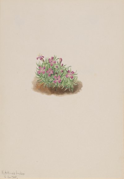 Silene acaulis rosa, 1905 de Mary Vaux Walcott
