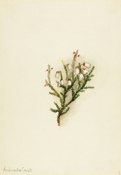 Casiope (Cassiope mertensiana) de Mary Vaux Walcott
