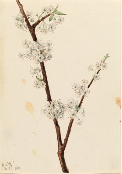 Ciruelo Chickasaw (Prunus angustifolia) de Mary Vaux Walcott