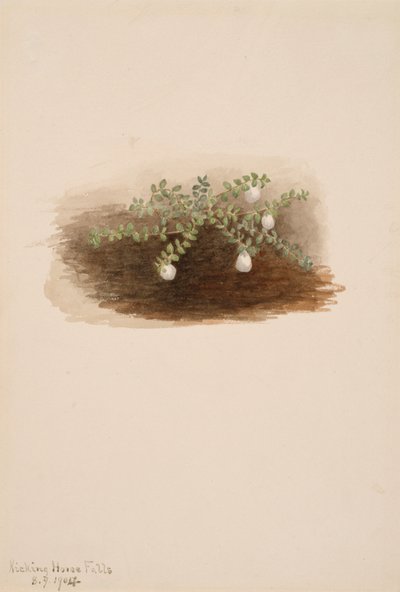 Chiogenes hispidula de Mary Vaux Walcott