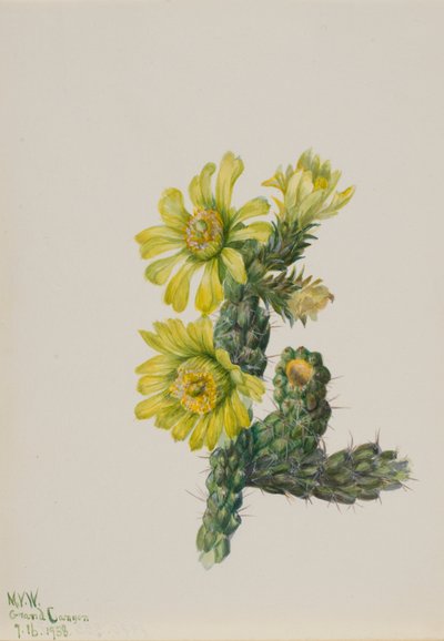 Cholla Opuntia whipplei de Mary Vaux Walcott