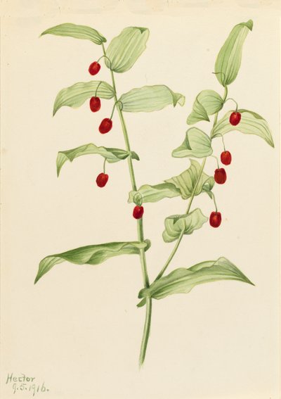 Streptopus amplexifolius, 1916 de Mary Vaux Walcott