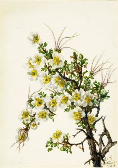 Rosa de Acantilado Cowania stanshuriana, 1934 de Mary Vaux Walcott