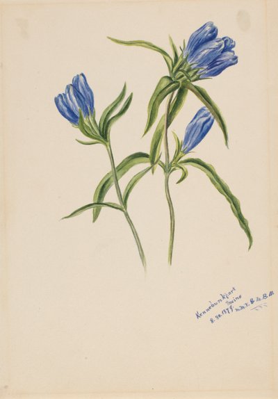 Genciana cerrada (Gentiana andrewskii) de Mary Vaux Walcott
