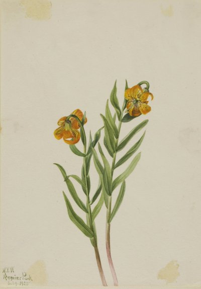 Lirio de Columbia (Lilium columbianum) de Mary Vaux Walcott