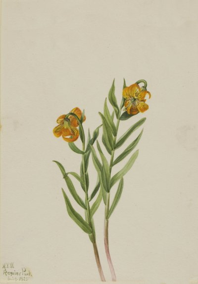 Lirio de Columbia Lilium columbianum de Mary Vaux Walcott