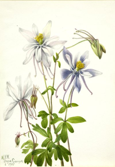 Columbina (Aquilegia ecalcarata) de Mary Vaux Walcott