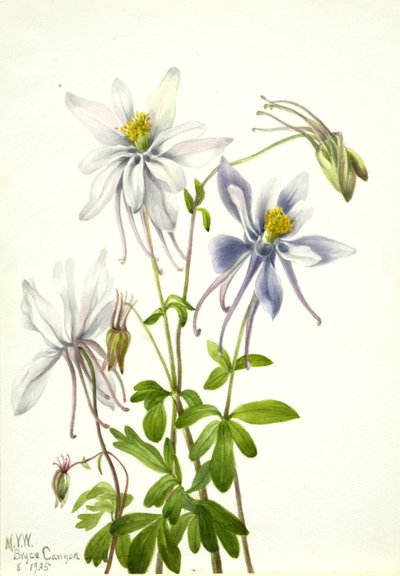 Columbina Aquilegia ecalcarata, 1935 de Mary Vaux Walcott