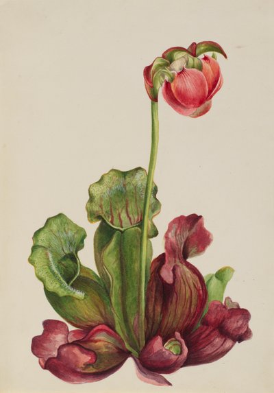 Planta jarra común Sarracenia purpurea venosa, 1931 de Mary Vaux Walcott