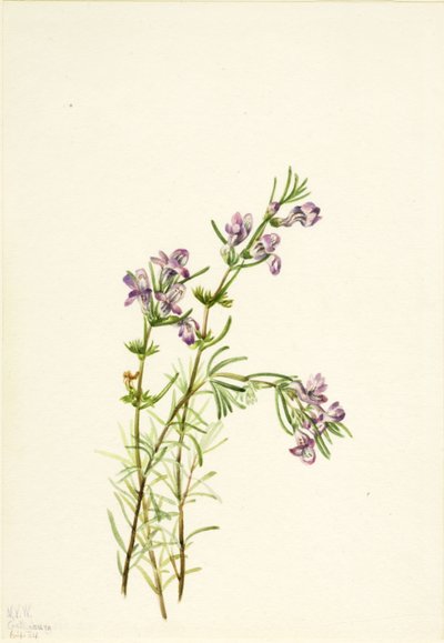 Conradina verticillata, 1934 de Mary Vaux Walcott