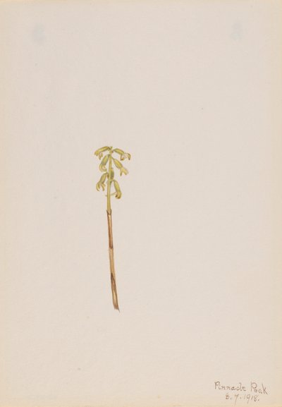 Corathorhiza corallorhiza de Mary Vaux Walcott