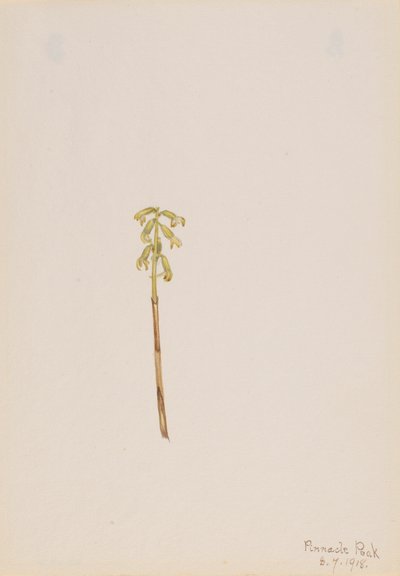 Corathorhiza corallorhiza, 1918 de Mary Vaux Walcott