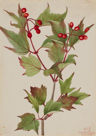 Arbusto de arándano Viburnum pauciflorum, 1923 de Mary Vaux Walcott