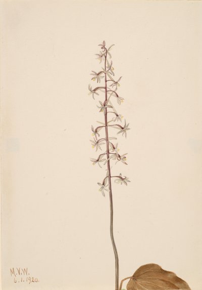 Orquídea Tipularia uniflora de Mary Vaux Walcott