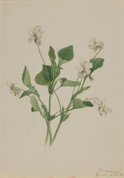 Violeta crema Viola striata, 1918 de Mary Vaux Walcott