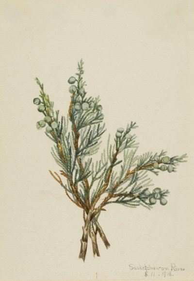 Enebro rastrero (Juniperus horizontalis) de Mary Vaux Walcott