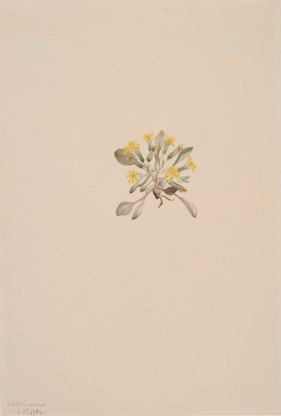 Crepis elegans de Mary Vaux Walcott