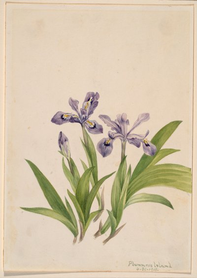 Lirio crestado (Iris cristata) de Mary Vaux Walcott
