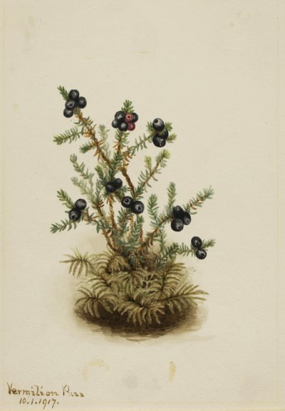 Camemoros Empetrum nigrum, 1917 de Mary Vaux Walcott