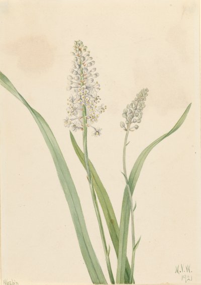 Chrosperma muscaetoxicum, 1921 de Mary Vaux Walcott