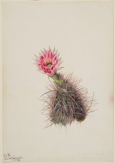 Cactus pepino, 1939 de Mary Vaux Walcott