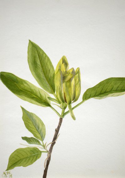 Árbol de pepino Magnolia scuminata de Mary Vaux Walcott