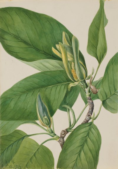 Cucumbertree (Magnolia acuminata) de Mary Vaux Walcott