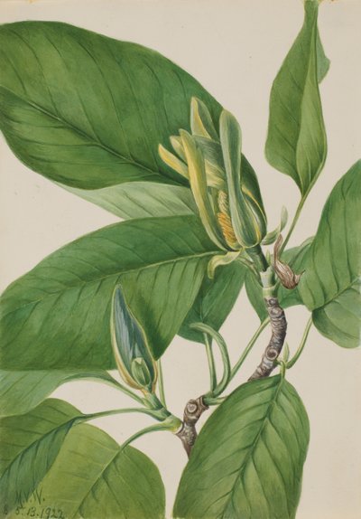 Magnolia acuminata, 1922 de Mary Vaux Walcott