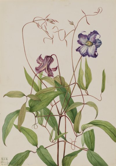 Clemátide rizada Clematis crispa, 1925 de Mary Vaux Walcott