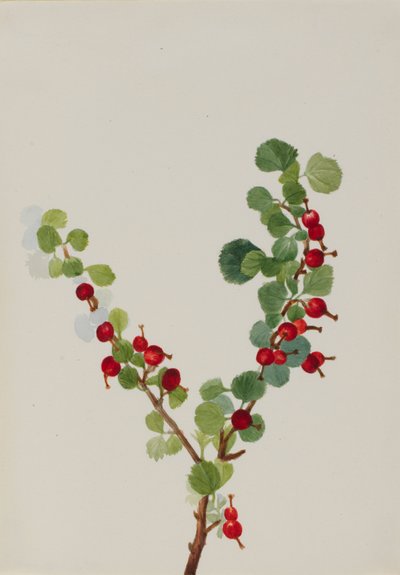 Grosella (sin terminar) (especie Ribes) de Mary Vaux Walcott