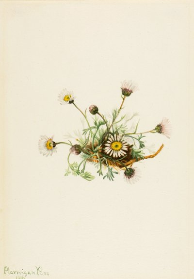 Florecilla (Erigeron compositus) de Mary Vaux Walcott