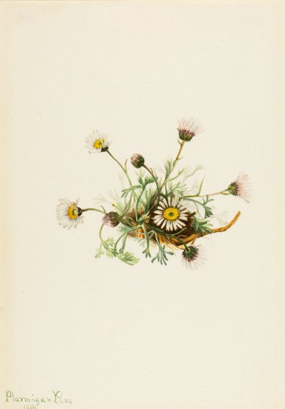 Erigeron compositus de hoja cortada, 1916 de Mary Vaux Walcott