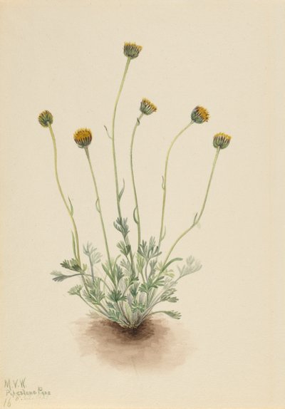 Florecilla de hoja cortada (Erigeron compositus nudus) de Mary Vaux Walcott