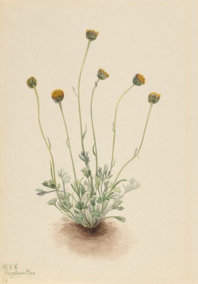 Erigeron compositus nudus de Hoja Cortada, 1921 de Mary Vaux Walcott