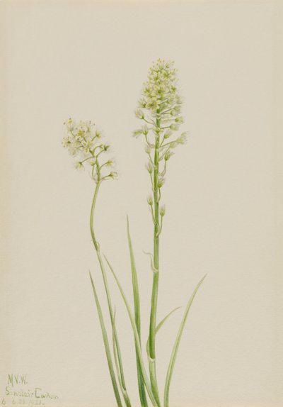 Camas de la muerte (Zygadenus venenosus) de Mary Vaux Walcott
