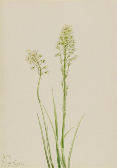 Camas de la muerte Zygadenus venenosus de Mary Vaux Walcott