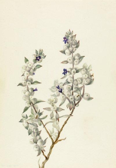 Salvia del Valle de la Muerte (Salvia funerea) de Mary Vaux Walcott