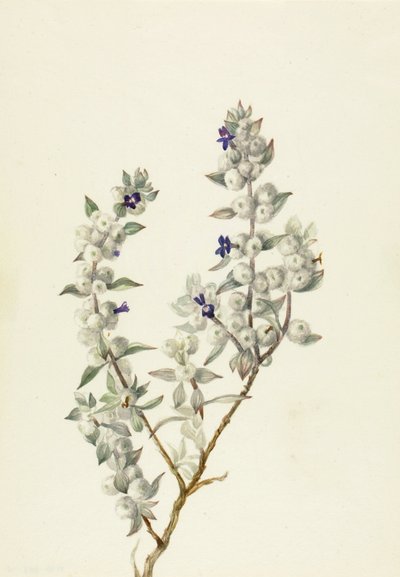 Salvia del Valle de la Muerte (Salvia funerea), ca. principios de los años 1930 de Mary Vaux Walcott