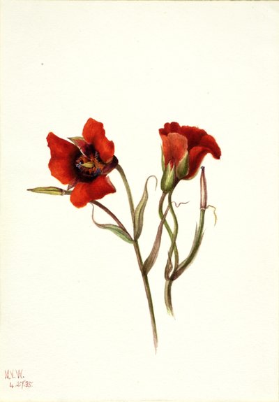 Mariposa del desierto Calochortus kennedyi, 1935 de Mary Vaux Walcott