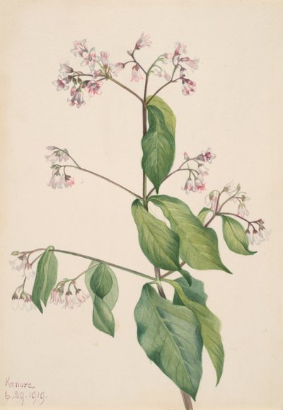 Apocynum androsaemifolium, 1919 de Mary Vaux Walcott