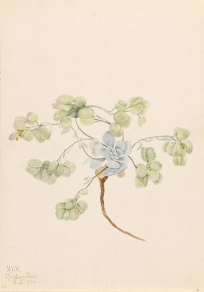 Physaria didymocarpa (Physaria didymocarpa) de Mary Vaux Walcott