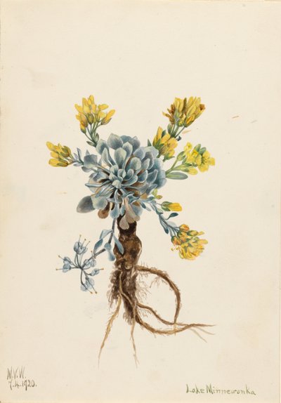 Physaria didymocarpa (Physaria didymocarpa) de Mary Vaux Walcott
