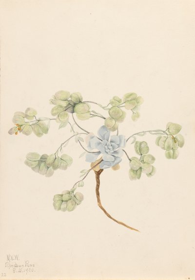 Double Bladderpod Physaria didymocarpa, 1920 de Mary Vaux Walcott