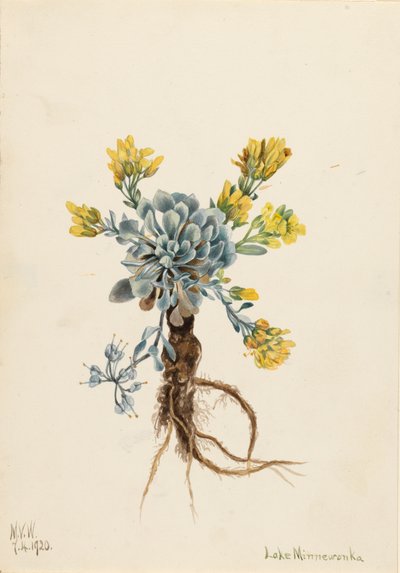 Physaria didymocarpa, 1920 de Mary Vaux Walcott