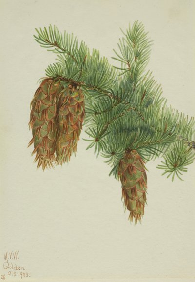 Abeto Douglas (Pseudotsuga mucronata) de Mary Vaux Walcott