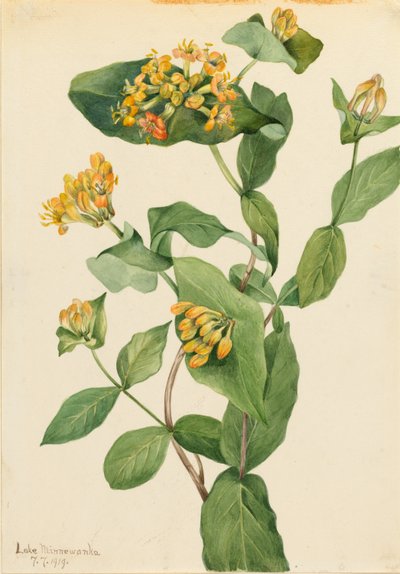 Madreselva de Douglas (Lonicera glaucescens) de Mary Vaux Walcott