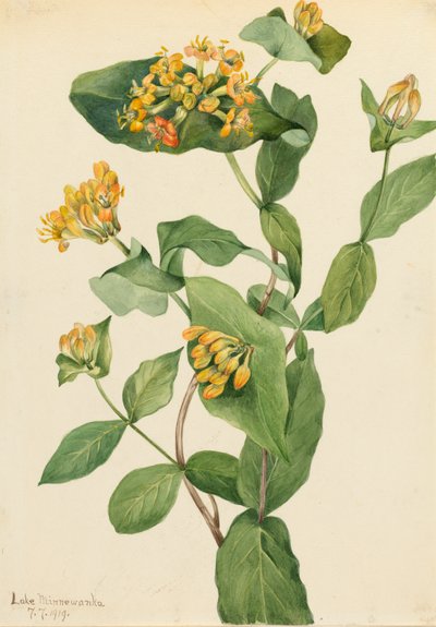 Madreselva de Douglas Lonicera glaucescens de Mary Vaux Walcott