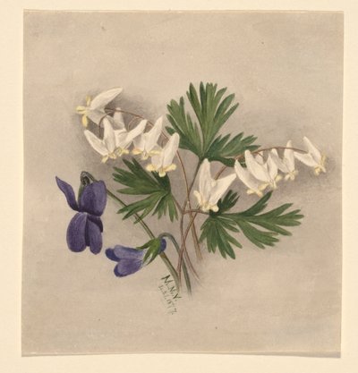 Calzones de holandés (Bikukulla cucullaria) de Mary Vaux Walcott