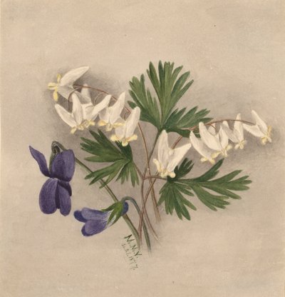 Calzones del holandés (Bikukulla cucullaria) de Mary Vaux Walcott